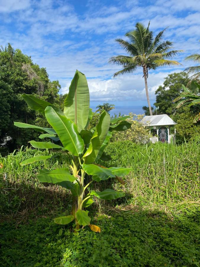 Vila Cozy Jungle Boat Hideaway With Stunning Ocean View Kealakekua Exteriér fotografie